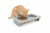 miska-niebieska---kot.webp